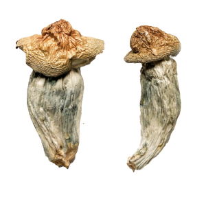 Buy Melmac Magic Mushrooms